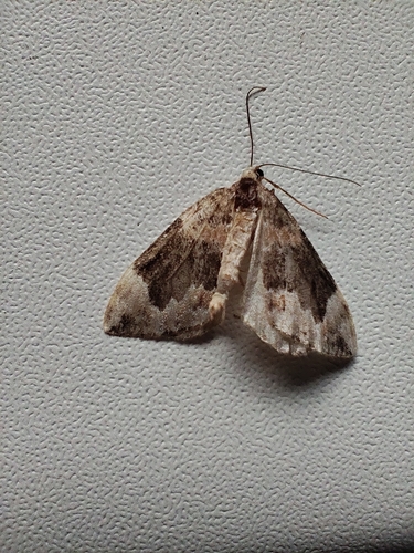 Dark Marbled Carpet