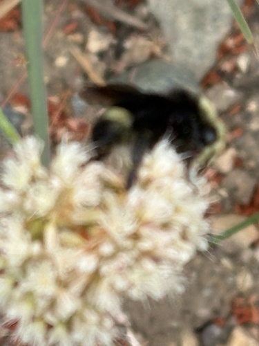 iNaturalist observation photo of Van Dyke's Bumble Bee