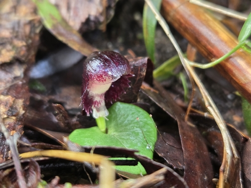 veined helmet-orchid