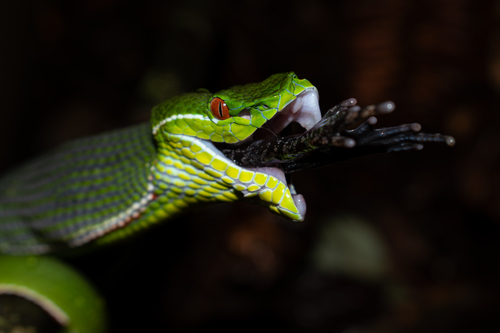 Chinese Green Tree Viper, photo 3 of 8