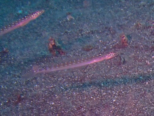 Trichonotus observed 2026-08-21