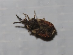 Aradus depressus