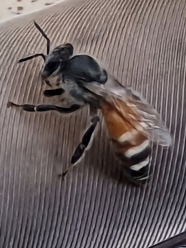 Red Dwarf Honey Bee