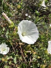 Calystegia macrostegia macrostegia