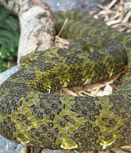 Mangshan pitviper, Protobothrops mangshanensis