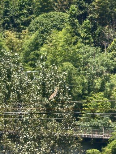 Chinese Pond-Heron
