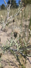 (c) daksu, some rights reserved (CC BY) Cirsium pitcheri, photograph (c) daksu, some rights reserved (CC BY)