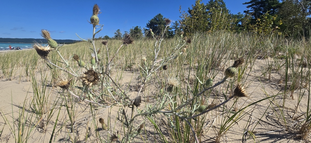 Cirsium pitcheri; photograph (c) daksu, some rights reserved (CC BY)