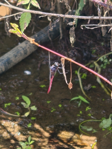 Crimson-tailed Marsh Hawk