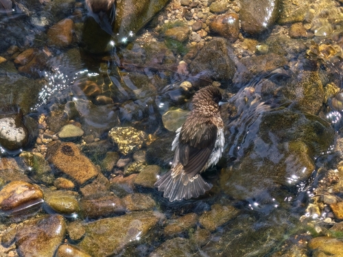 White-rumped Munia