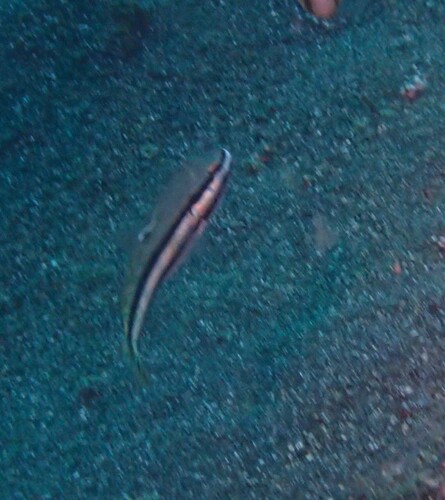 Valenciennea helsdingenii observed 2026-08-21