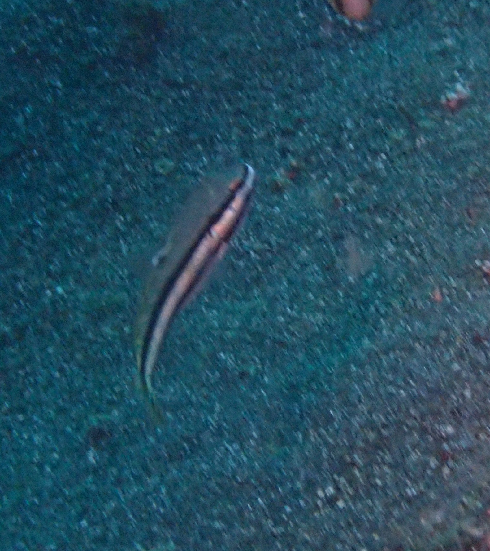雙帶范氏鰕虎(雙帶凡塘鱧) Valenciennea helsdingenii