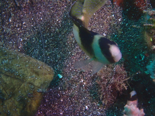 Amblypomacentrus breviceps observed 2026-08-21