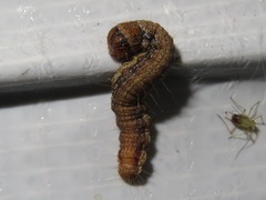 Campaea margaritaria