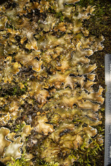 Peltigera elisabethae