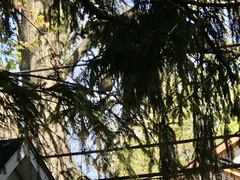 Pheucticus ludovicianus