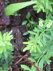 Lithobates sphenocephalus