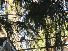 Pheucticus ludovicianus