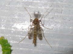 Psectrotanypus varius