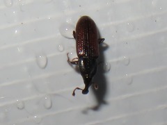 Cossonus linearis