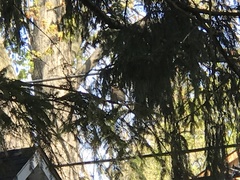 Pheucticus ludovicianus