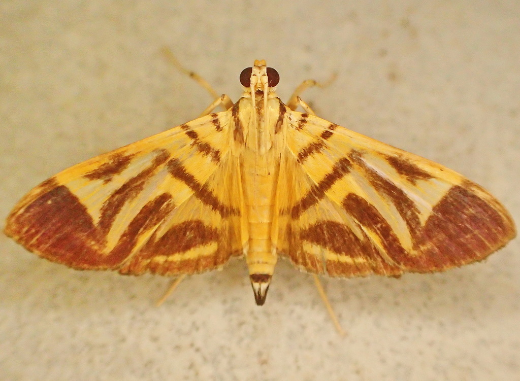 Spilomela receptalis