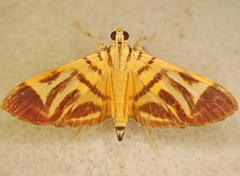 Spilomela receptalis