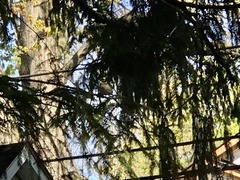 Pheucticus ludovicianus