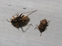 Ptinomorphus imperialis