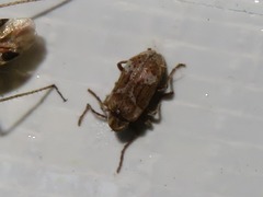 Ptinomorphus imperialis