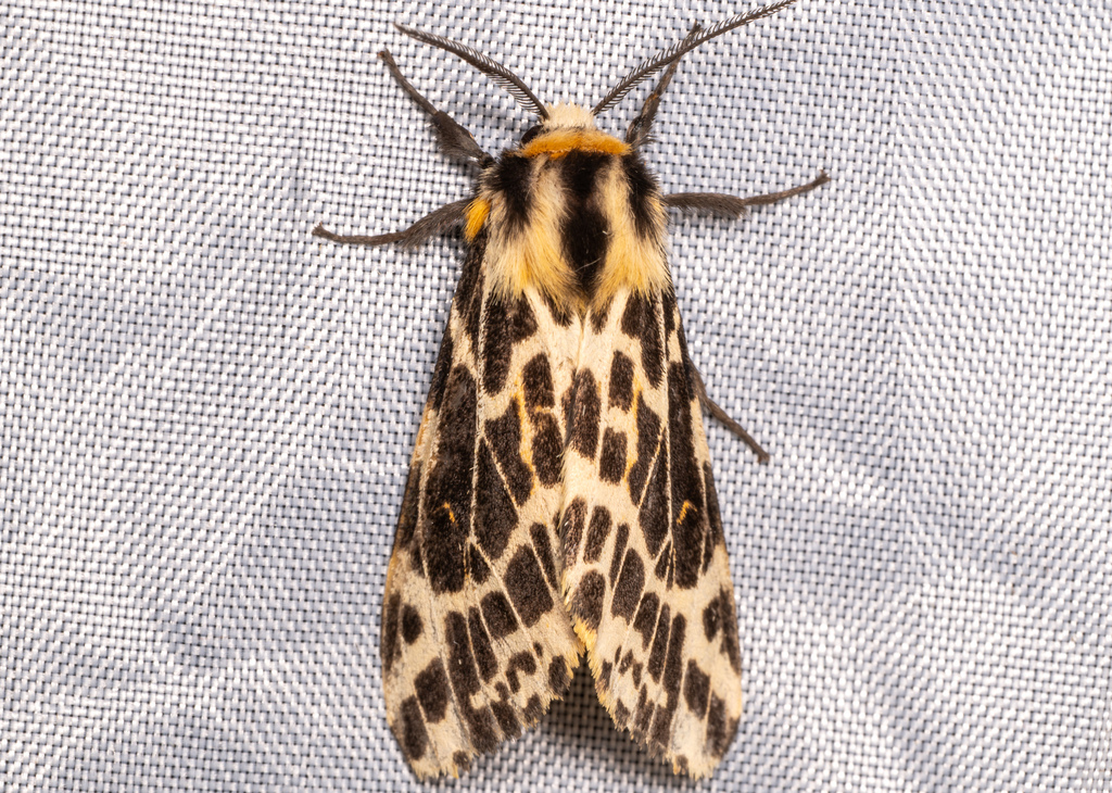 Spilosoma withaari