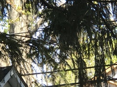 Pheucticus ludovicianus
