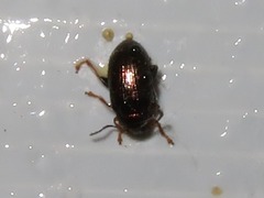 Crepidodera aurata