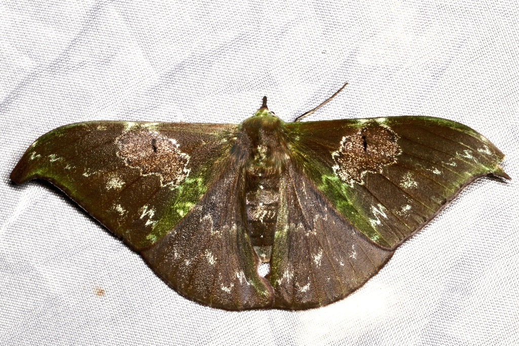 Tanaorhinus unipuncta (Tanaorhinus unipuncta)