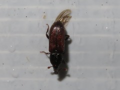 Cossonus linearis