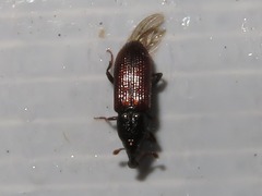 Cossonus linearis