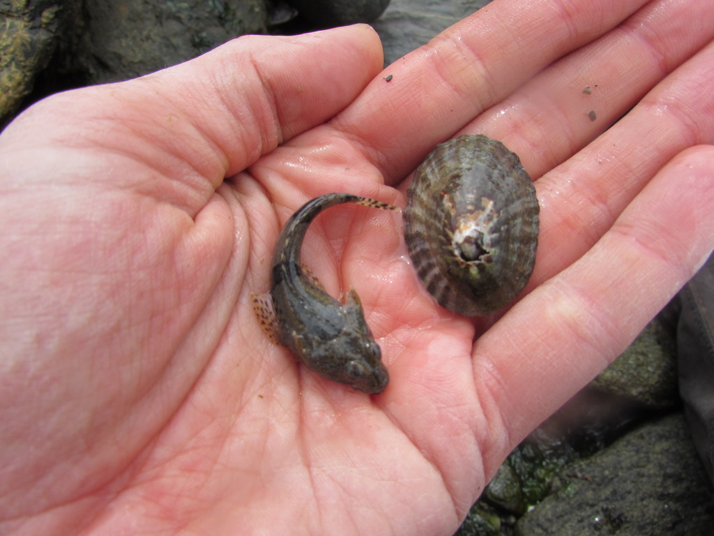 Tweestekel-plunderaarvis (Harpagifer bispinis) — Harpagiferidae