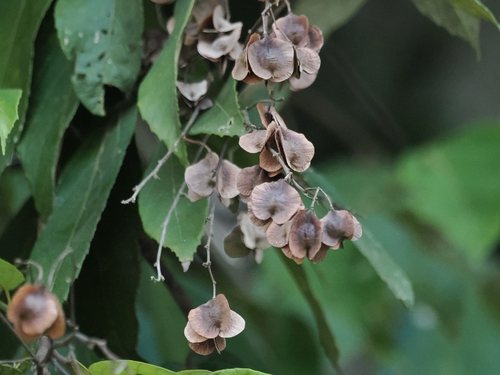 Colona serratifolia observed 2026-08-24