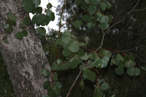 Eucalyptus populnea, photograph 2