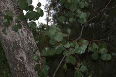 (c) Greg Tasney, some rights reserved (CC BY-SA) Eucalyptus populnea, photograph (c) Greg Tasney, some rights reserved (CC BY-SA)