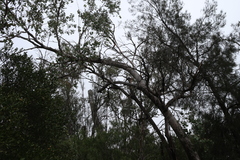 (c) Greg Tasney, some rights reserved (CC BY-SA) Eucalyptus populnea, photograph (c) Greg Tasney, some rights reserved (CC BY-SA)