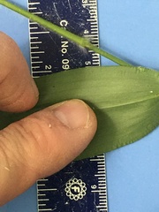 Dichanthelium ravenelii