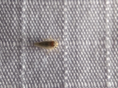 Megophthalminae