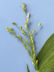 Dichanthelium ravenelii