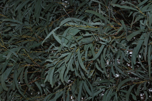 Acacia harpophylla, photograph 5