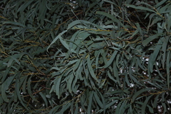Acacia harpophylla, photograph (c) Greg Tasney, some rights reserved (CC BY-SA)