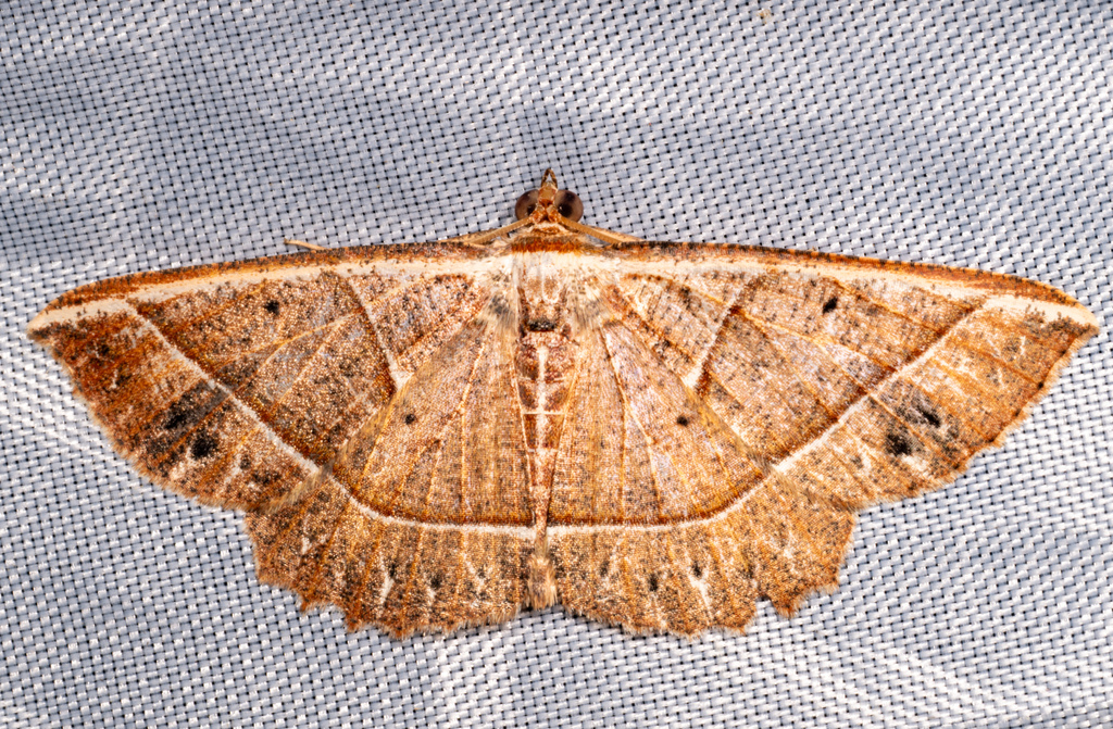 Nadagara cuneigera