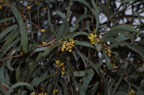 Acacia harpophylla, photograph 3