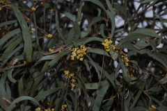 Acacia harpophylla, photograph (c) Greg Tasney, some rights reserved (CC BY-SA)