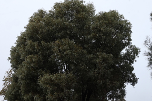 Acacia harpophylla, photograph 4